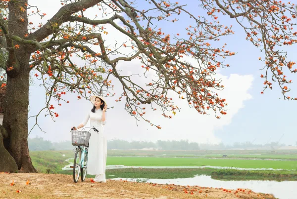Ảnh hoa gạo đẹp