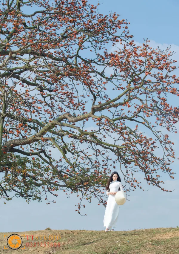 Hình ảnh Hoa Gạo