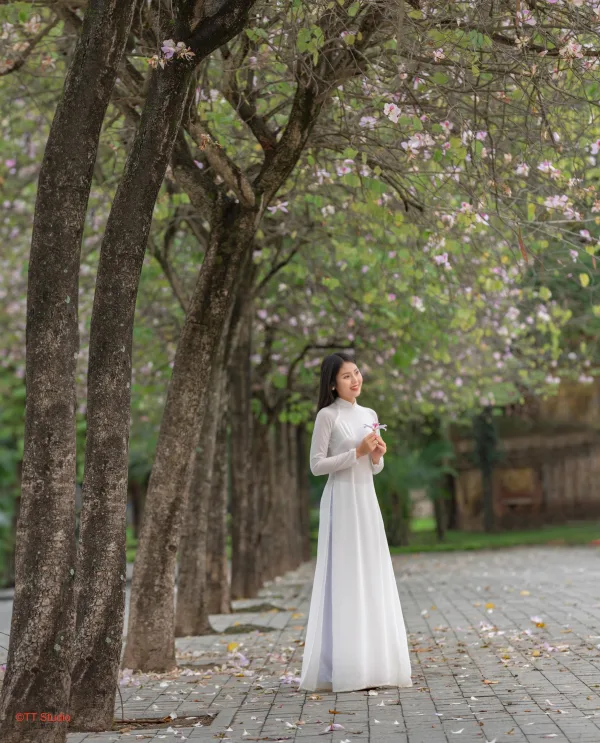 Hoa ban bắc sơn hoàng diệu