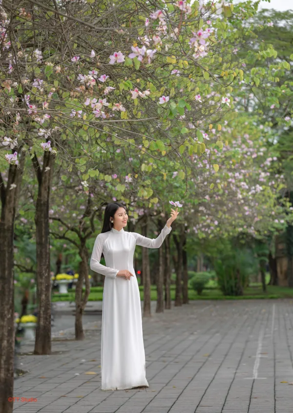 Hoa ban bắc sơn hoàng diệu