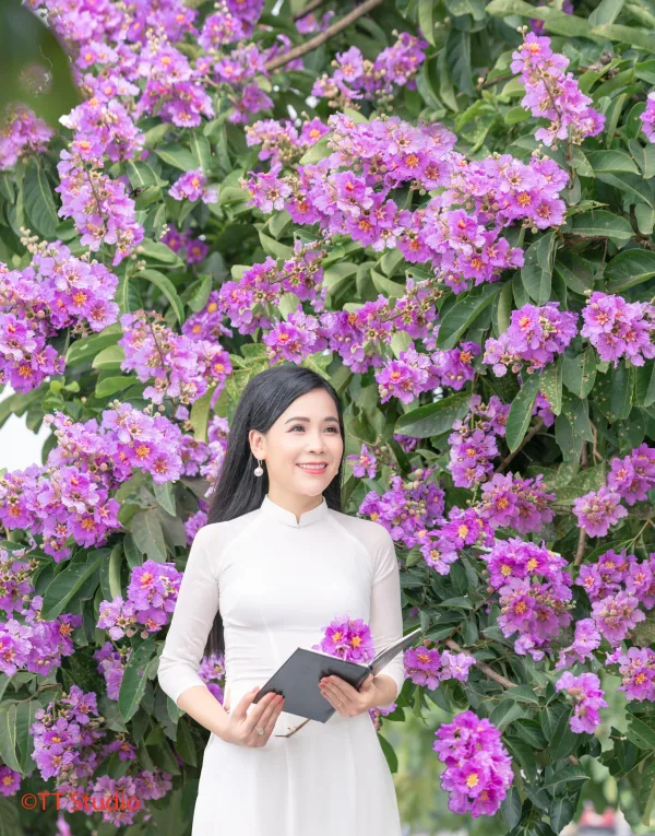 Chụp Ảnh Hoa Bằng Lăng đẹp Hà Nội