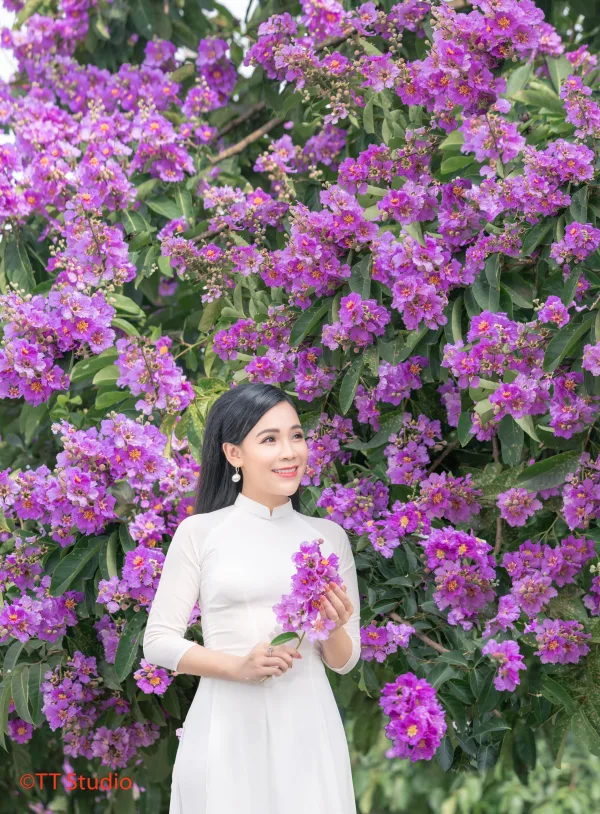 Chụp Ảnh Hoa Bằng Lăng đẹp Hà Nội