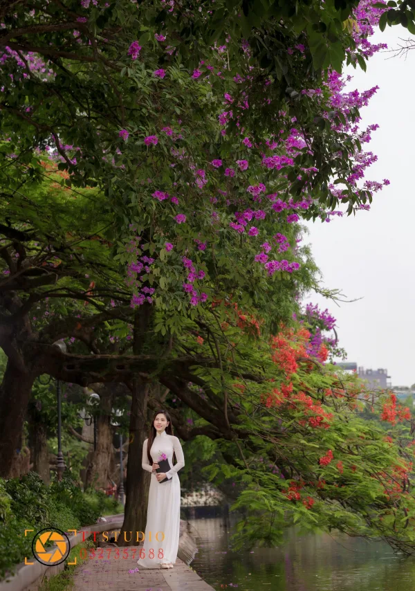 Hoa Bằng Lăng Hà Nội