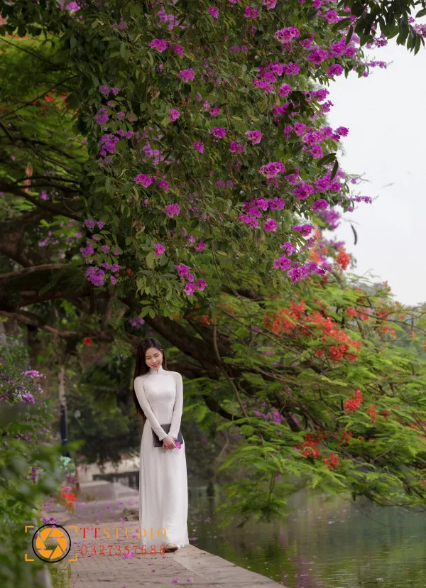 Hoa Bằng Lăng Hà Nội