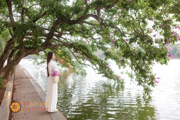 Hoa Bằng Lăng Hà Nội