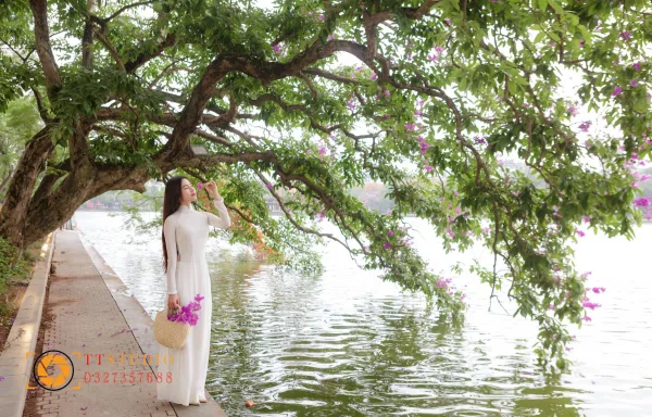 Hoa Bằng Lăng Hà Nội