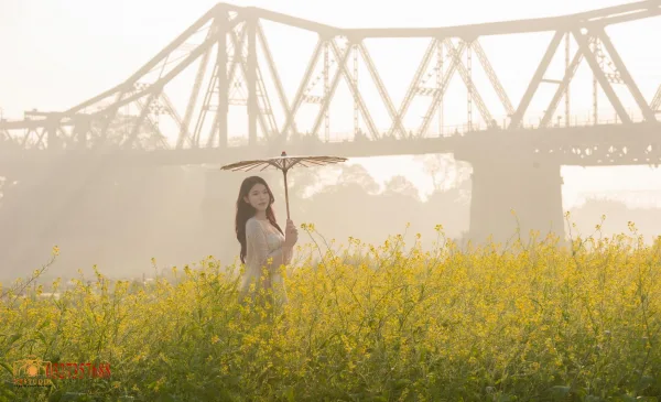 Ảnh hoa cải
