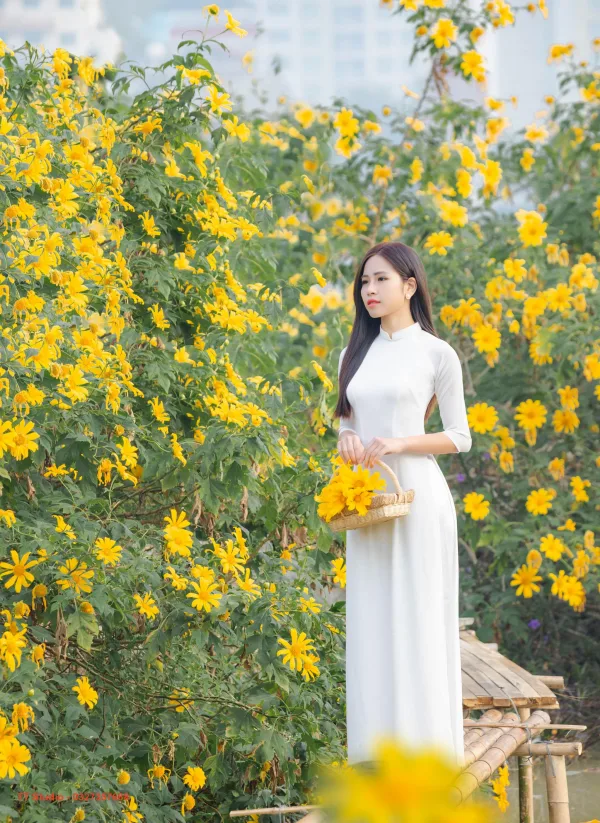 Hoa dã quỳ Xuân Đỉnh