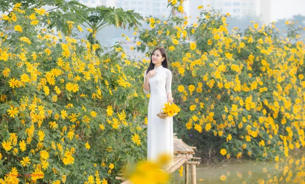 Hoa dã quỳ Xuân Đỉnh