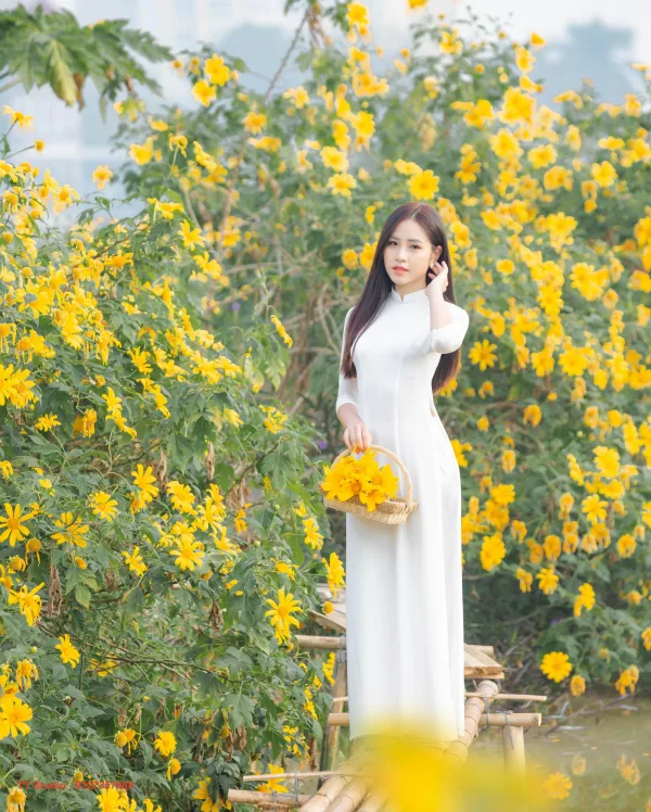 Hoa dã quỳ Xuân Đỉnh