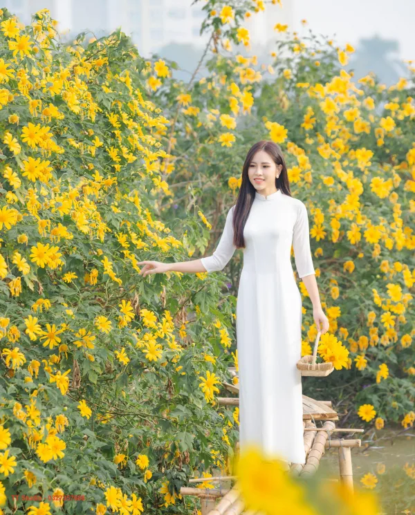 Hoa dã quỳ Xuân Đỉnh