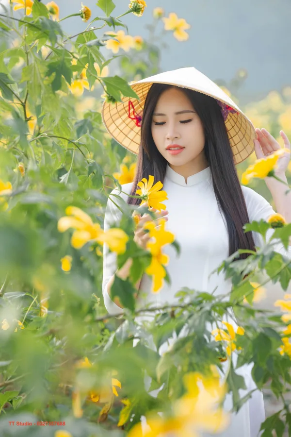 Hoa dã quỳ Xuân Đỉnh