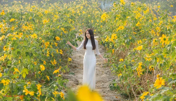 Hoa dã quỳ Xuân Đỉnh