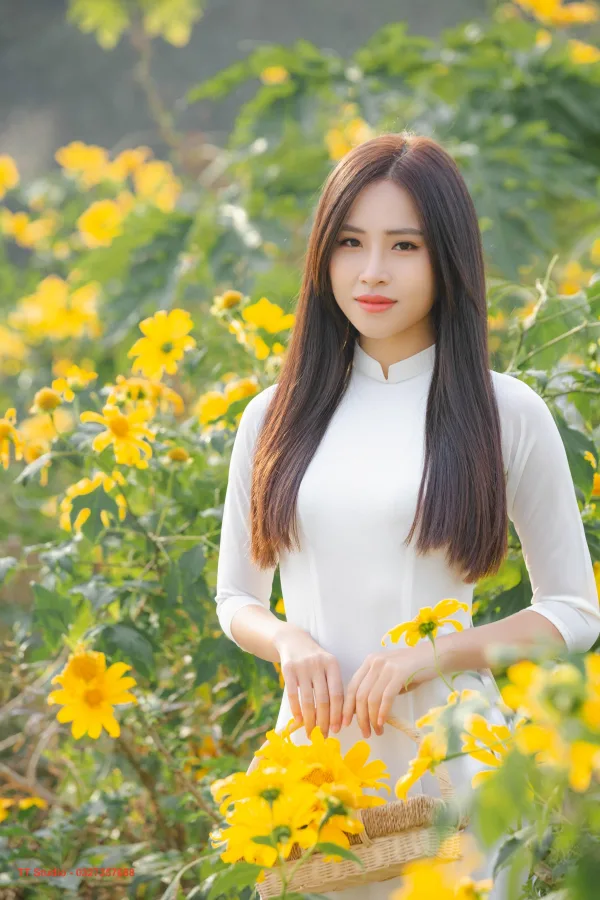 Hoa dã quỳ Xuân Đỉnh