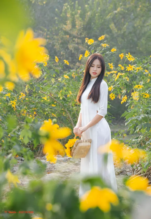 Hoa dã quỳ Xuân Đỉnh