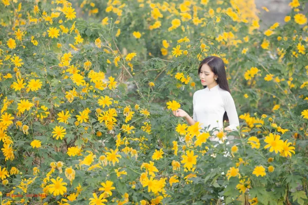 Hoa dã quỳ Xuân Đỉnh
