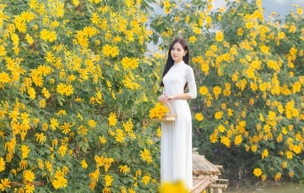 Hoa dã quỳ Xuân Đỉnh