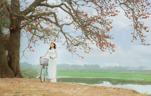 Chụp ảnh hoa gạo bắc giang