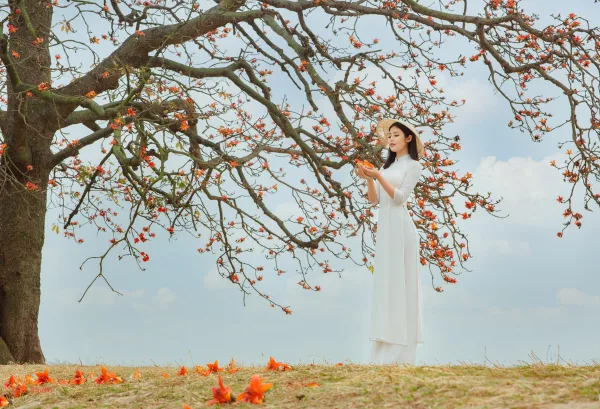 Chụp ảnh hoa gạo bắc giang