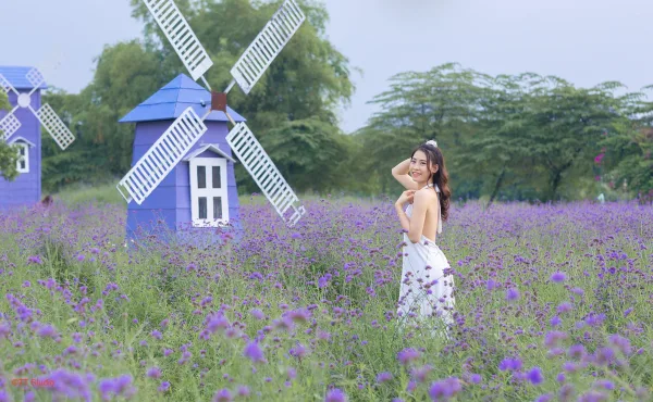 Chụp ảnh hoa lavender thảo nguyên hoa long biên