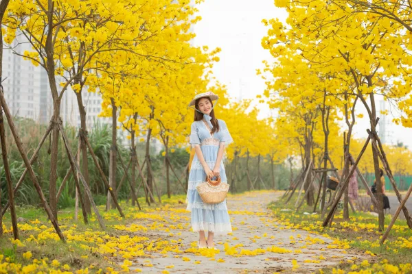 Hoa Phong Linh Hà Đông