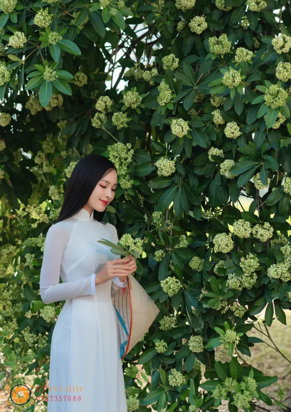 Bộ ảnh Hoa Sữa