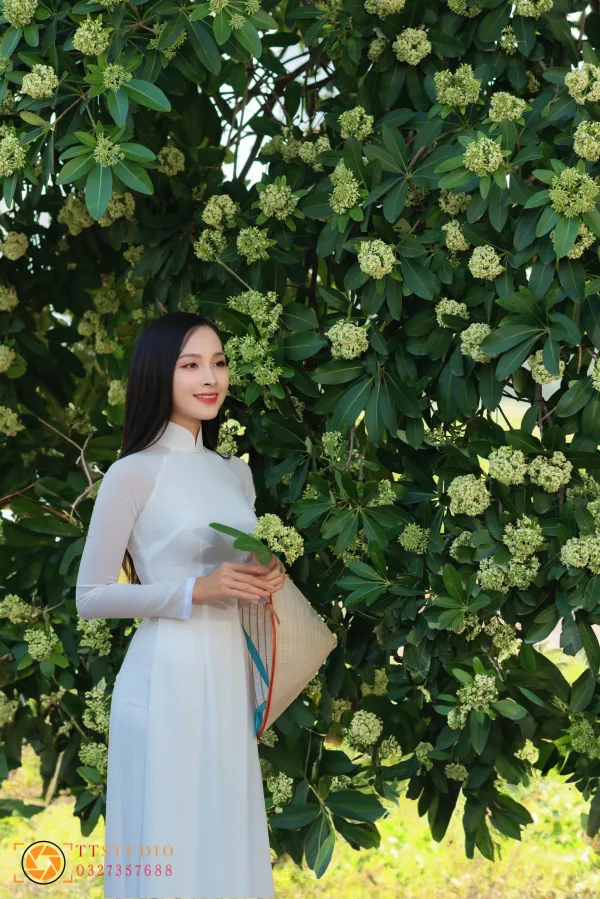 Bộ ảnh Hoa Sữa
