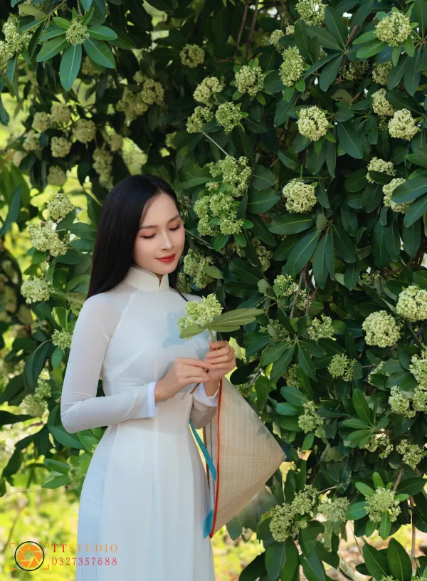 Bộ ảnh Hoa Sữa