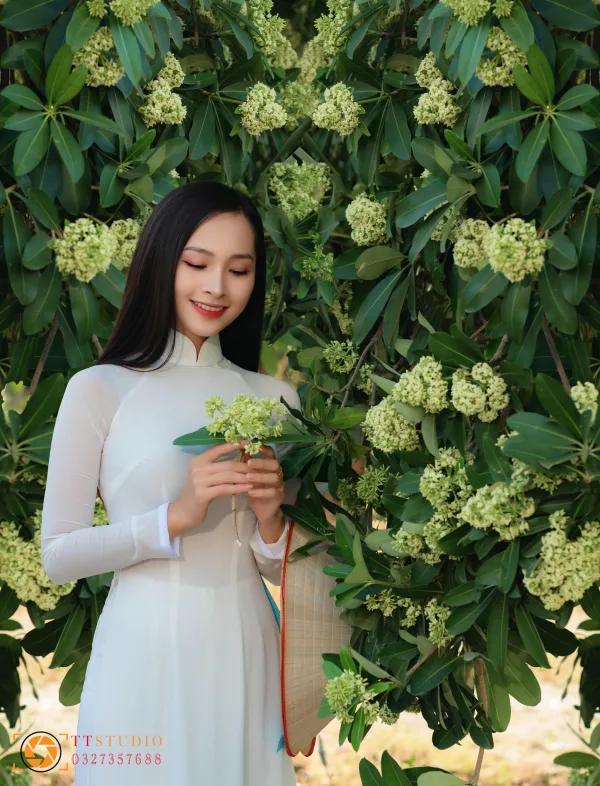 Bộ ảnh Hoa Sữa