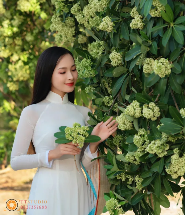 Bộ ảnh Hoa Sữa