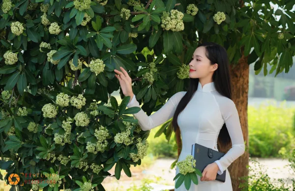 Bộ ảnh Hoa Sữa