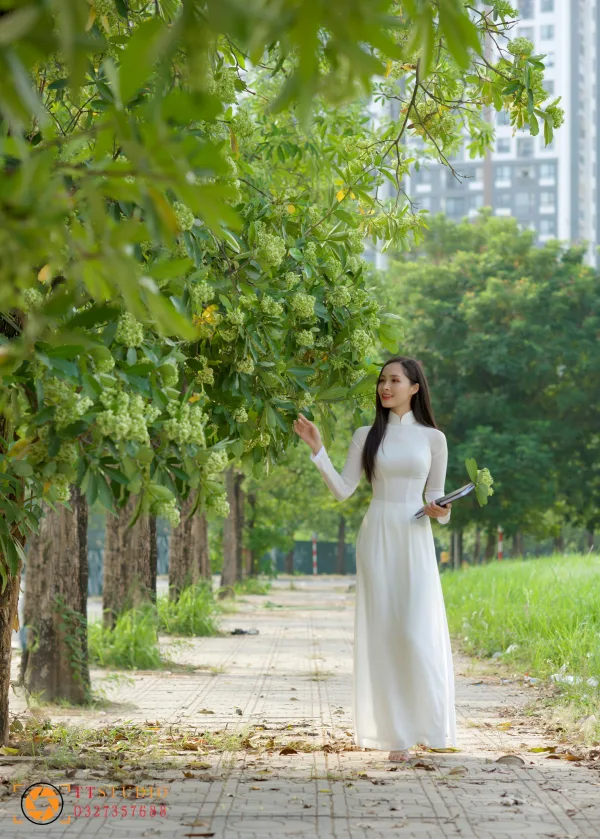 Hình ảnh hoa sữa mùa thu Hà Nội