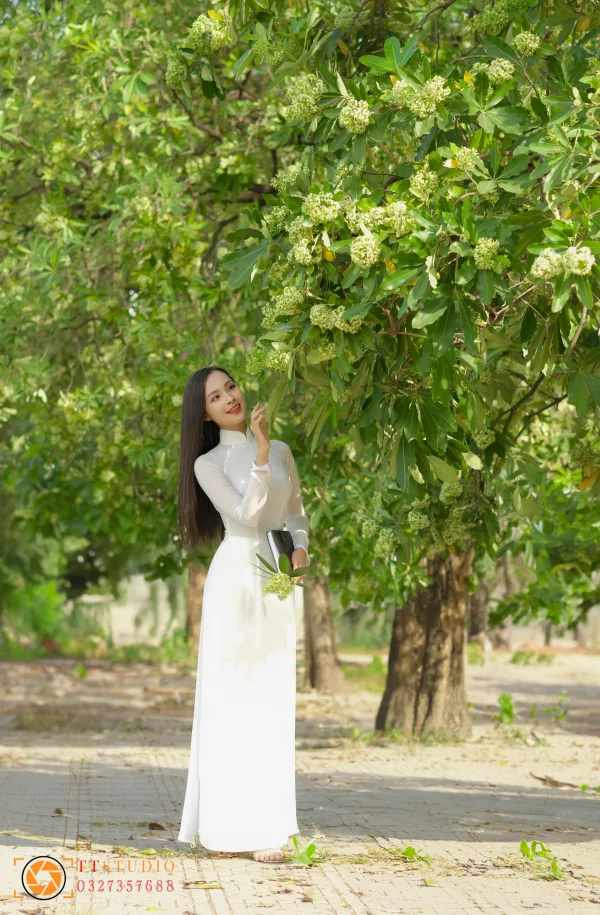 Hình ảnh hoa sữa mùa thu Hà Nội