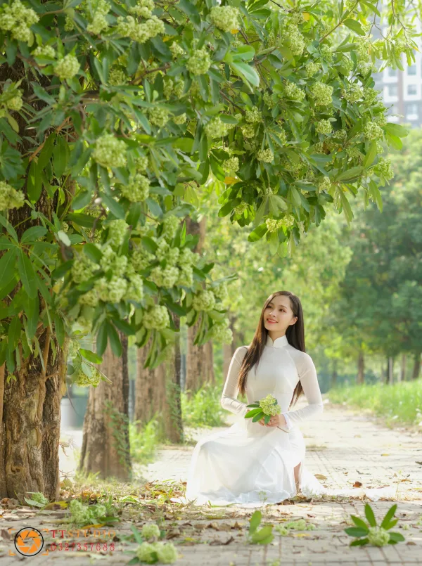 Hình ảnh hoa sữa mùa thu Hà Nội
