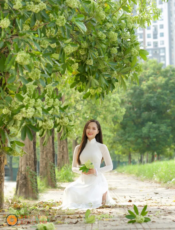 Hình ảnh hoa sữa mùa thu Hà Nội
