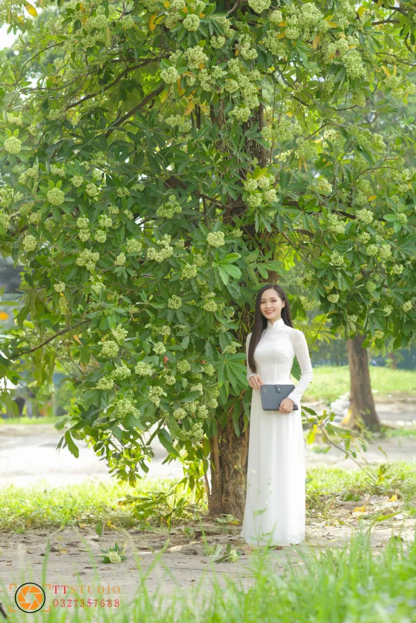 Hình ảnh hoa sữa mùa thu Hà Nội