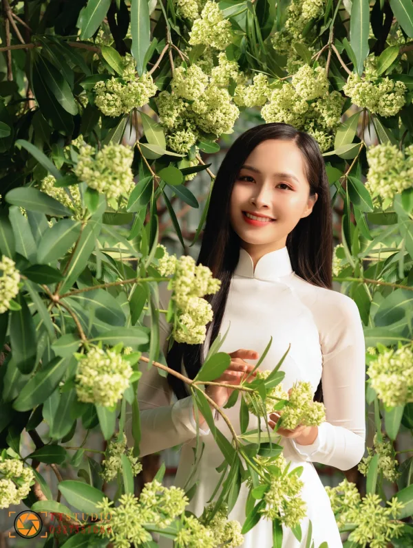 Bộ ảnh Hoa Sữa