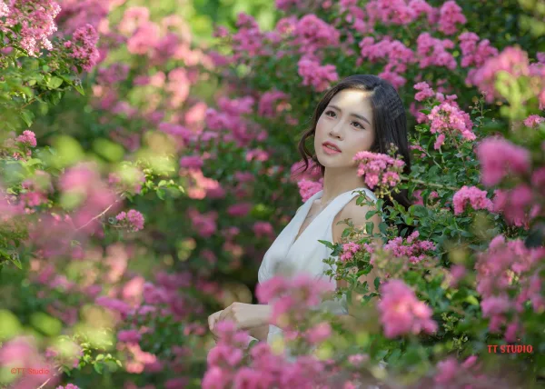 Ảnh hoa tường vi
