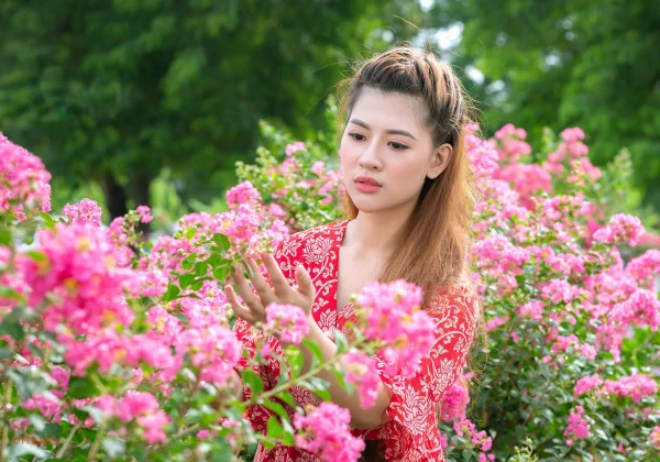 Ảnh hoa tường vi