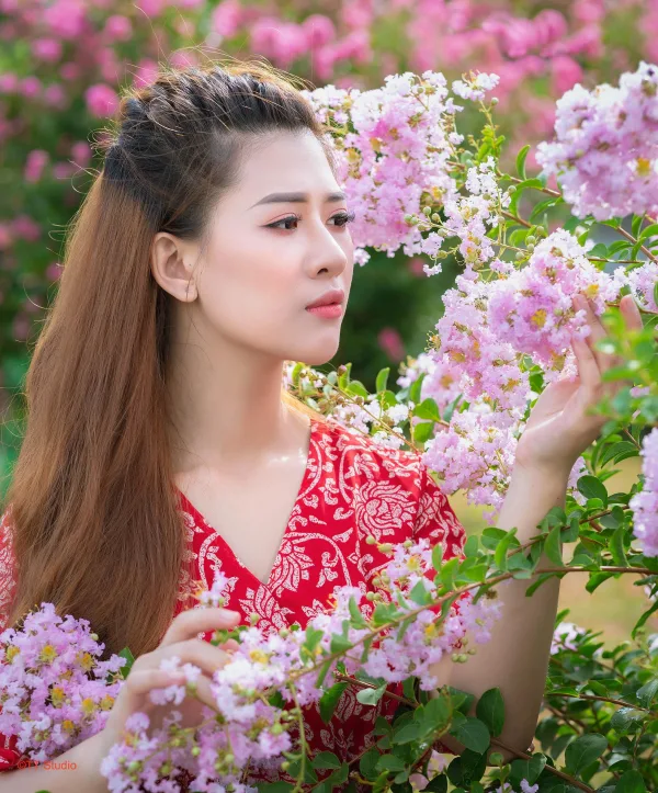 Ảnh hoa tường vi