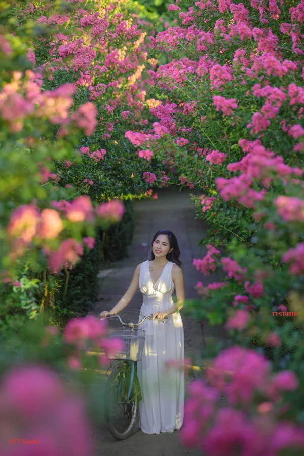 Ảnh hoa tường vi