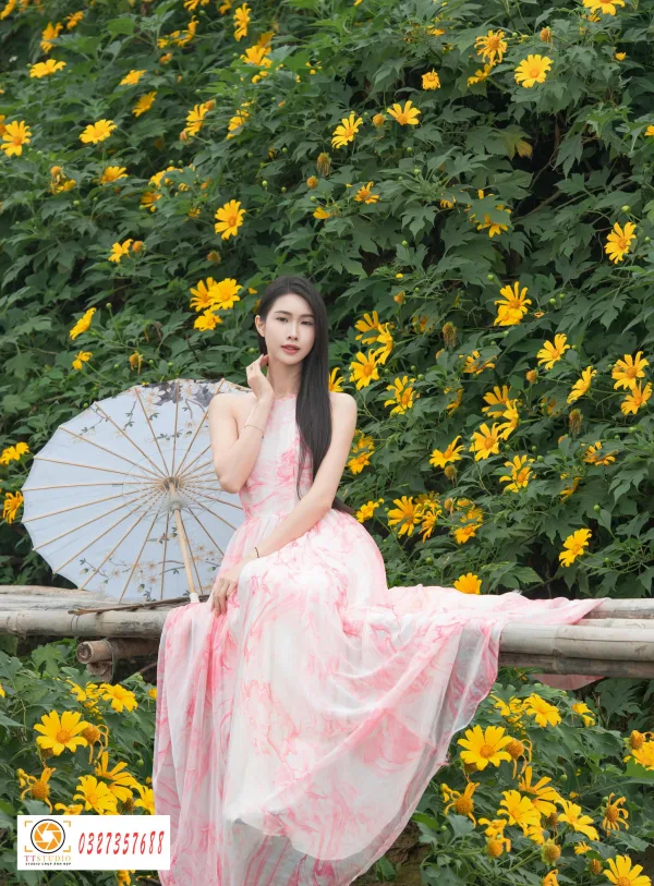 hoa dã quỳ đẹp