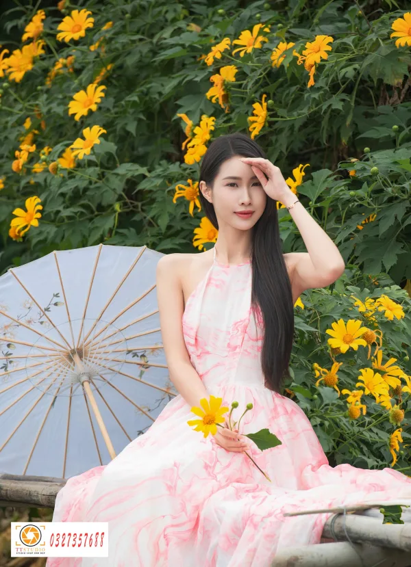hoa dã quỳ đẹp