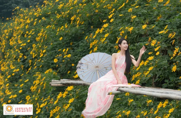 hoa dã quỳ đẹp