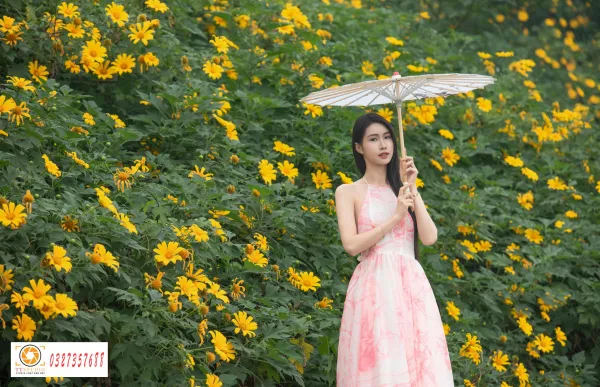hoa dã quỳ đẹp