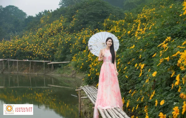 hoa dã quỳ đẹp