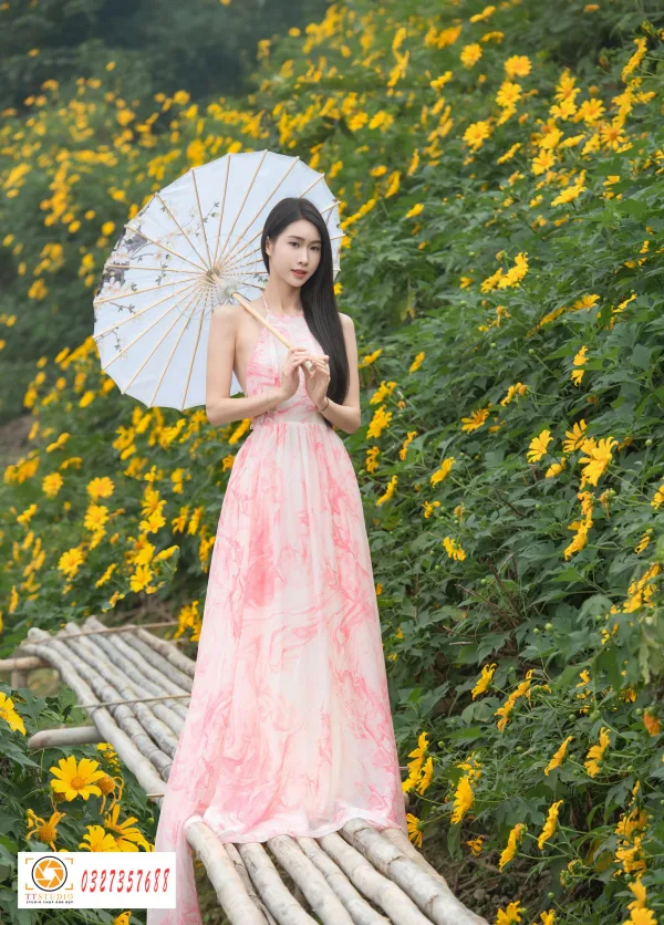 hoa dã quỳ đẹp