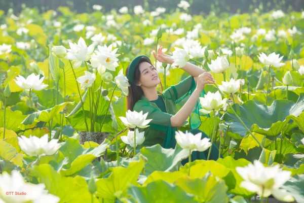 Chụp ảnh sen trắng với áo dài tứ thân