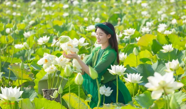 Chụp ảnh sen trắng với áo dài tứ thân
