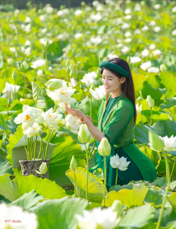 Chụp ảnh sen trắng với áo dài tứ thân